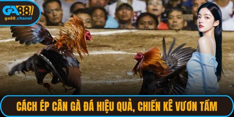cách ép cân gà đá hiệu quả